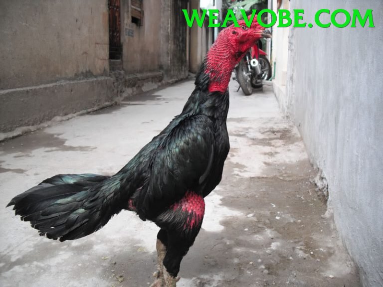 Trường Đấu Đá Gà Chuyên Nghiệp